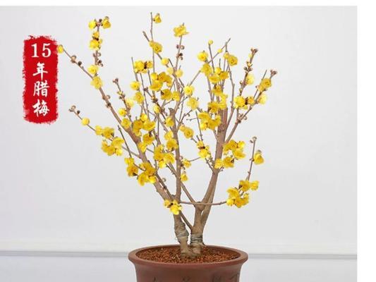 梅花冬天能栽活吗？如何确保成活率高？
