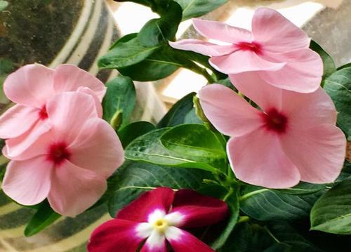 长春花花语代表什么含义？如何正确理解长春花的花语？