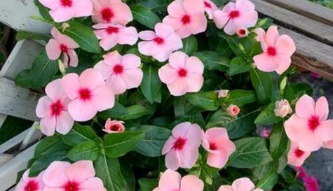 长春花花语代表什么含义？如何正确理解长春花的花语？