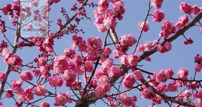 梅花多久开花一次？如何正确养护以促进花期？