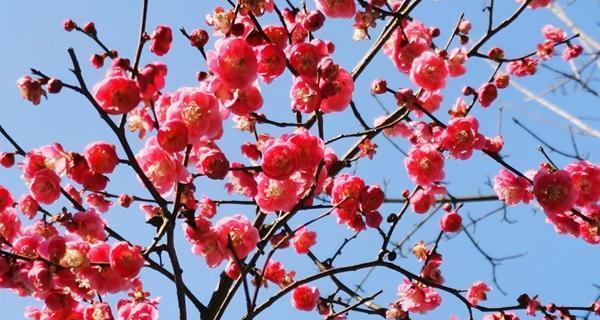 梅花多久开花一次？如何正确养护以促进花期？