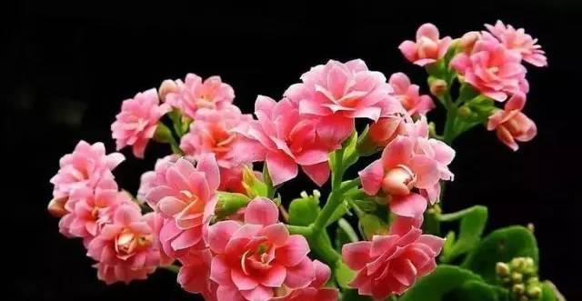 长寿花的花语代表什么？如何正确理解长寿花的含义？