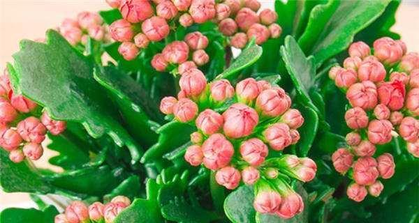 长寿花象征着什么？长寿花的寓意有哪些？