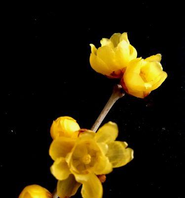 梅花和腊梅花是一种花吗？它们之间有什么区别？