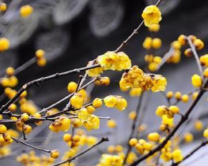 梅花和腊梅花是一种花吗？它们之间有什么区别？