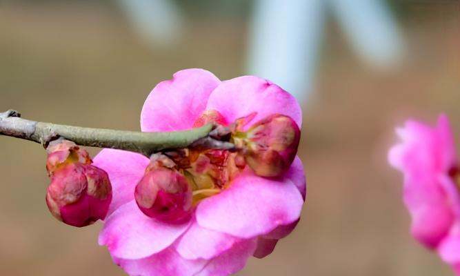 梅花花期持续多久？如何延长观赏期？