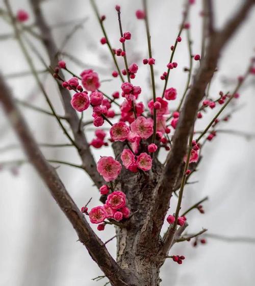 梅花花期持续多久？如何延长观赏期？