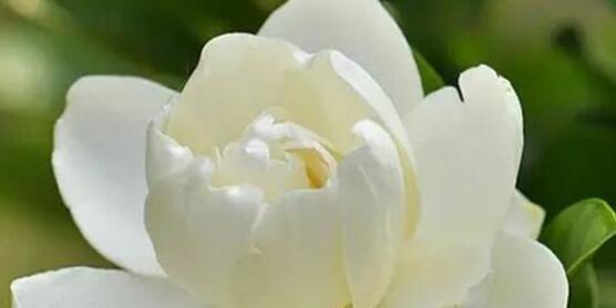 栀子花的花语是什么意思？如何用栀子花表达情感？