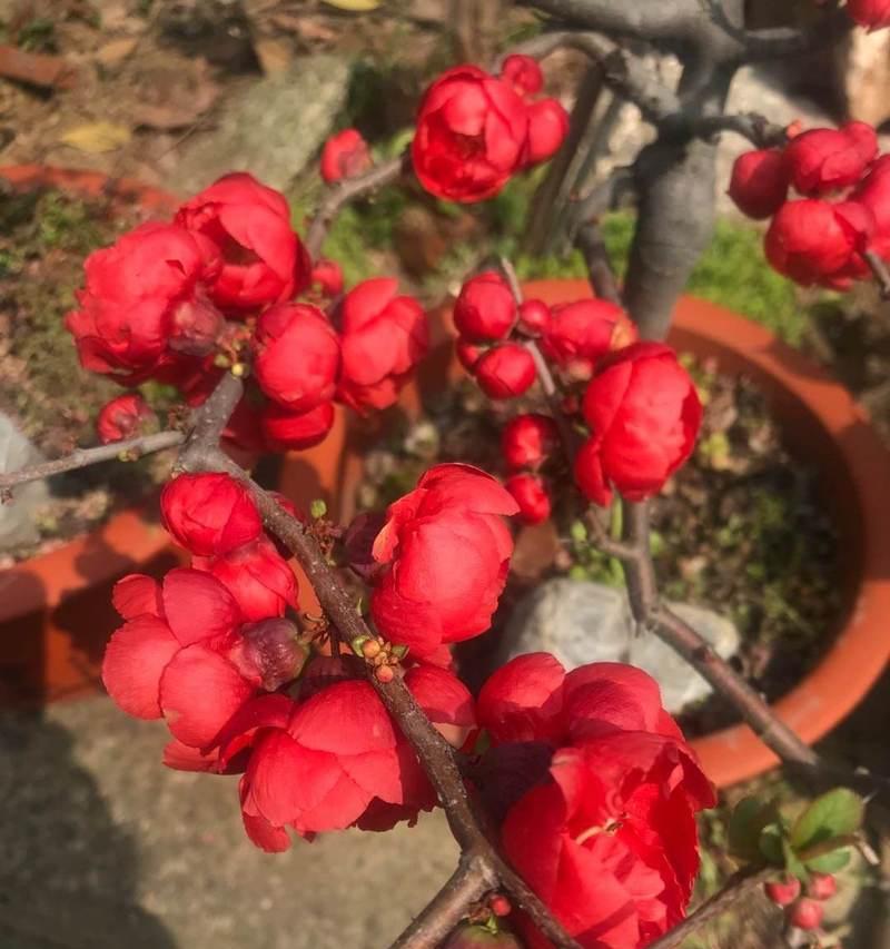 梅花开花时浇水的正确方法是什么？