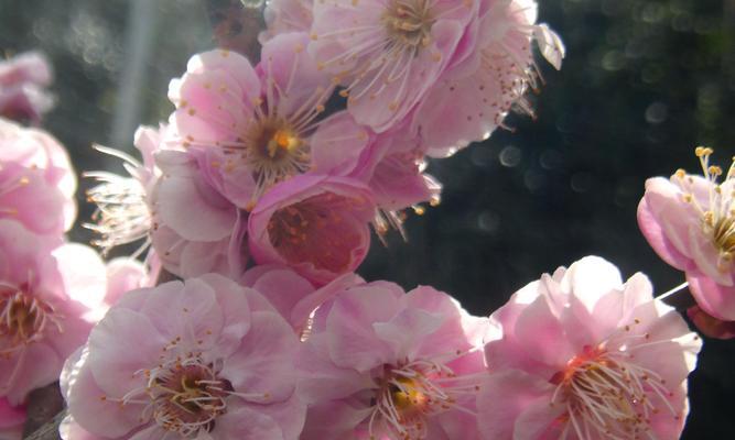 梅花象征着哪些性格特质？梅花代表的人格特点是什么？