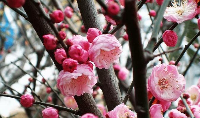 梅花象征着哪些性格特质？梅花代表的人格特点是什么？