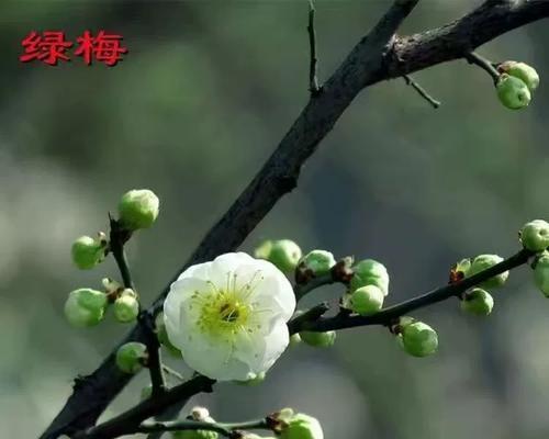 梅花象征着哪些性格特质？梅花代表的人格特点是什么？
