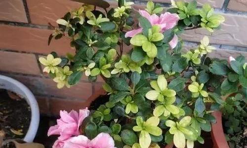 梅花施肥硫酸亚铁的正确方法？使用硫酸亚铁对梅花有什么影响？