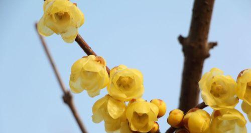 梅花是否怕晒？阳光对梅花生长的影响是什么？