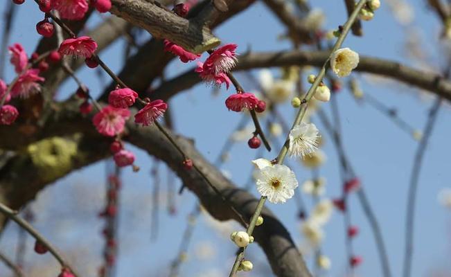 梅花是否怕晒？阳光对梅花生长的影响是什么？