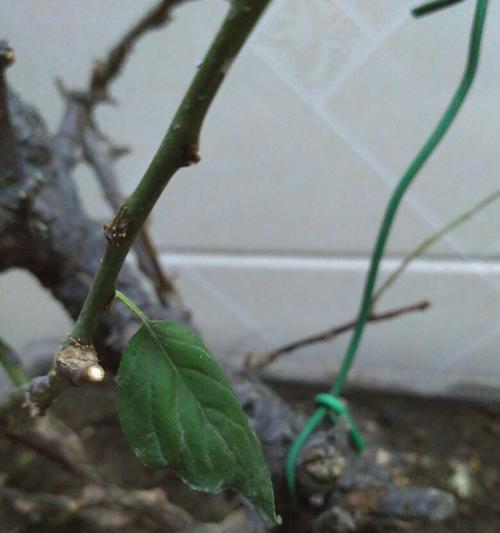 秋天可以移栽梅花吗？移栽时应注意哪些事项？