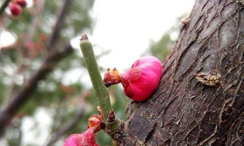 梅花发芽长叶的时间是什么时候？如何正确养护？