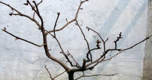 梅花发芽长叶的时间是什么时候？如何正确养护？