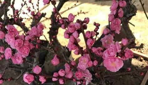 梅花最佳种植时间是什么时候？如何确保成活率？