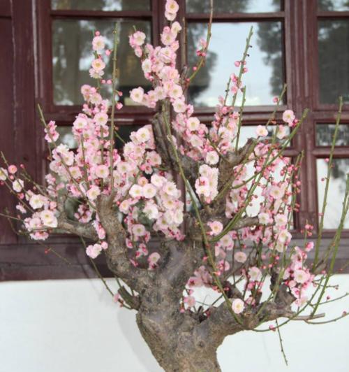 梅花最佳种植时间是什么时候？如何确保成活率？