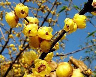 梅花属于被子植物吗？它的分类特征是什么？