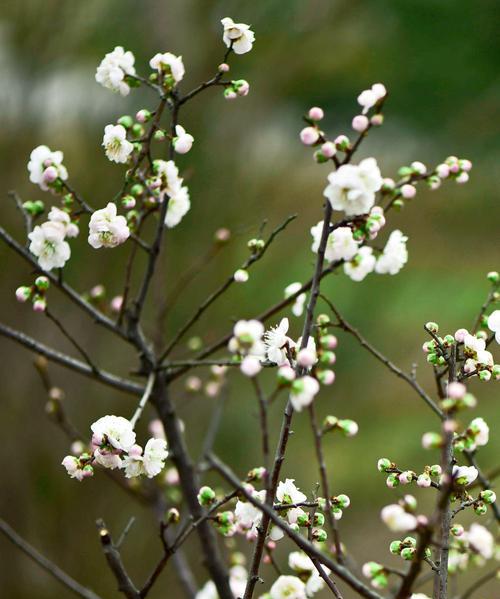 梅花属于被子植物吗？它的分类特征是什么？