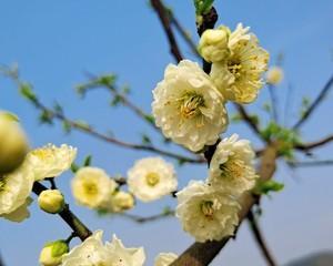 梅花属于被子植物吗？它的分类特征是什么？