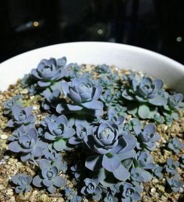 子持莲华的花语有哪些含义？