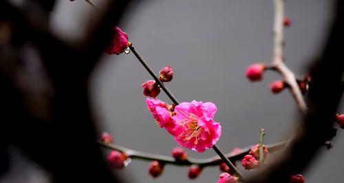 梅花属于木本植物吗？梅花的植物分类是什么？