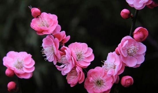 梅花属于木本植物吗？梅花的植物分类是什么？