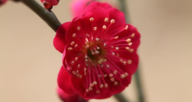 梅花是哪个国家的国花？为何被选为国花？