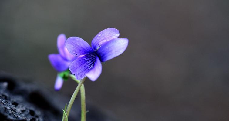 紫花地丁花语是什么？它有哪些寓意和象征意义？