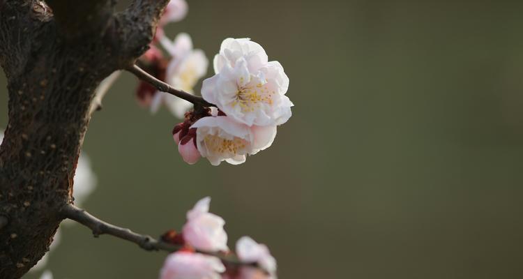 梅花是植物吗？属于什么类型的植物？
