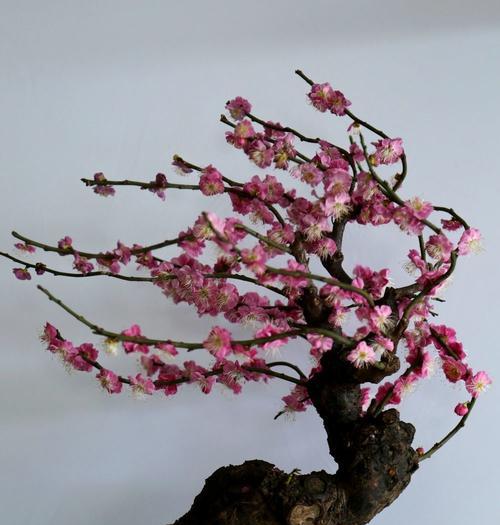 梅花是植物吗？属于什么类型的植物？