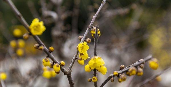 梅花喜阴还是喜阳？如何正确养护梅花？