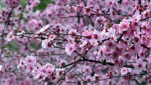 夏天梅花会开花吗？如何正确养护？