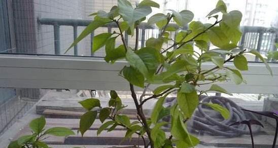 梅花叶子卷曲了怎么办？找出原因并解决的方法是什么？
