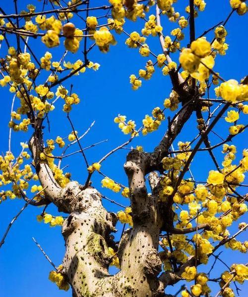 梅花一年开几次花？如何正确养护以促进花期？