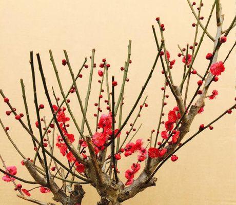 梅花一年开几次花？如何正确养护以促进花期？