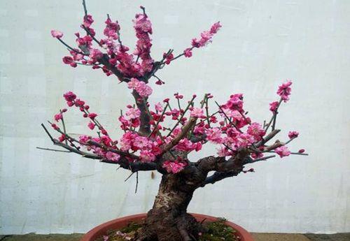 梅花移盆后需要浇水吗？移盆后的正确浇水方法是什么？