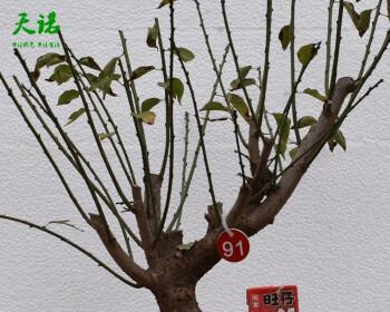梅花用多大的盆种合适？盆栽梅花的尺寸选择指南？