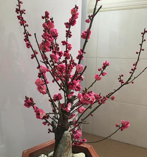 梅花用多大的盆种合适？盆栽梅花的尺寸选择指南？