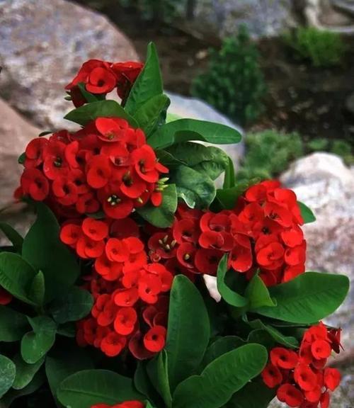 室内养梅花安全吗？梅花是否含有毒素？