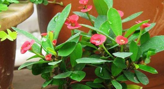 室内养梅花安全吗？梅花是否含有毒素？