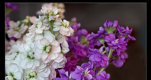 紫罗兰花的花语是什么意思？如何正确解读紫罗兰的寓意？
