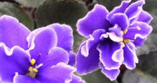 紫罗兰花的花语是什么意思？如何正确解读紫罗兰的寓意？