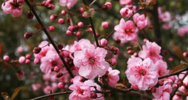 梅花有香味吗？梅花的香味是什么样的？