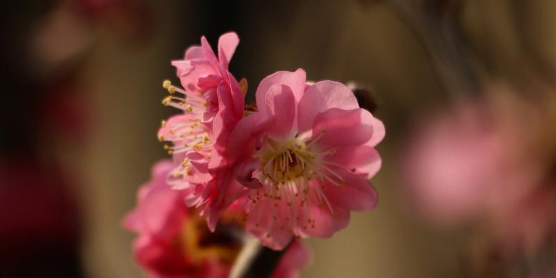 梅花又叫什么花？梅花的别名有哪些？