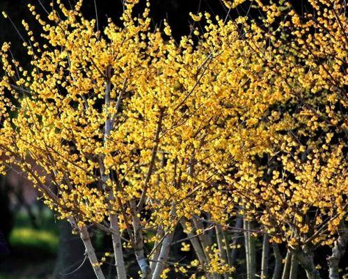 梅花又叫什么花？梅花的别名有哪些？