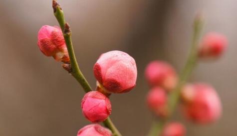 梅花又叫什么花？梅花的别名有哪些？